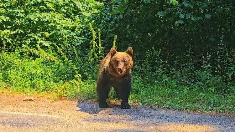 Alertă la Chiuzbaia după semnalarea prezenței unui urs. A fost transmis mesaj RO-ALERT