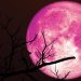 „Luna Căpșună” – Când se vede cel mai bine prima Lună Plină din vara astronomică 2026