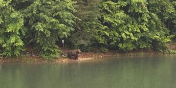 Alertă în Maramureș! Ursoaică cu pui, observată în zona acumulării Strâmtori–Firiza