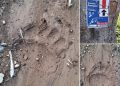 Jandarmeria Maramureș avertizează – Urme proaspete de urs identificate pe traseul Cavnic – Creasta Cocoșului