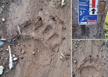 Jandarmeria Maramureș avertizează – Urme proaspete de urs identificate pe traseul Cavnic – Creasta Cocoșului