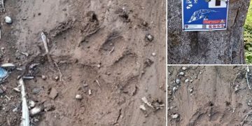 Jandarmeria Maramureș avertizează – Urme proaspete de urs identificate pe traseul Cavnic – Creasta Cocoșului