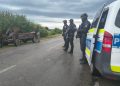 Poliția a descins în Vălenii Lăpușului – Cai lăsați nesupravegheați, ridicați de autorități și amenzi de peste 13.000 de lei