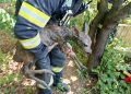 Ied de căprioară salvat dintr-o fântână adâncă de pompierii din Fărcașa