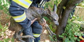 Ied de căprioară salvat dintr-o fântână adâncă de pompierii din Fărcașa