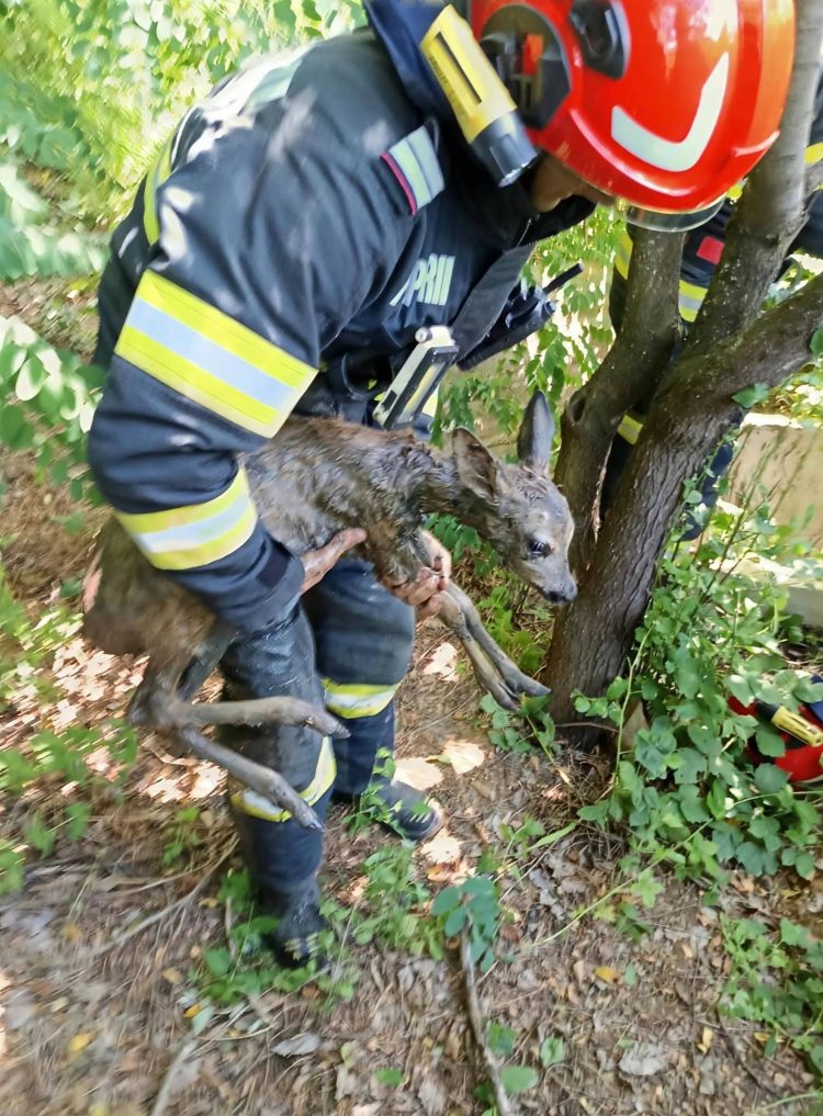 Ied de căprioară salvat dintr-o fântână adâncă de pompierii din Fărcașa