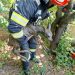 Ied de căprioară salvat dintr-o fântână adâncă de pompierii din Fărcașa