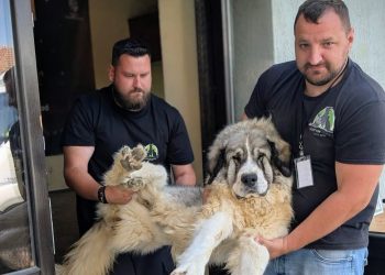 68 de animale sterilizate la Copalnic Mănăștur