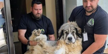 68 de animale sterilizate la Copalnic Mănăștur