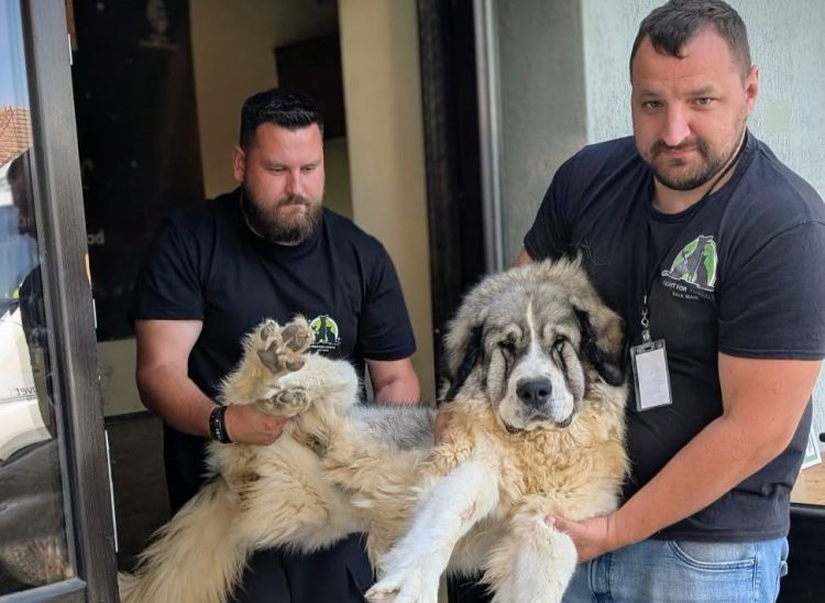 68 de animale sterilizate la Copalnic Mănăștur