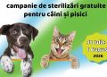 Campanie gratuită de sterilizare pentru câini și pisici în comuna Groși