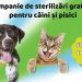 Campanie gratuită de sterilizare pentru câini și pisici în comuna Groși