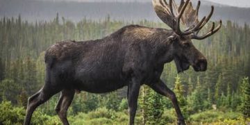 Vestea bună! Recuperarea unei specii pierdute. După două secole elanii se întorc în România…