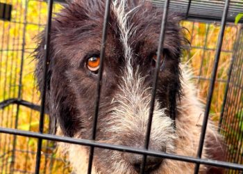 Câine salvat după două zile de căutări. Adăpostul face apel la sprijinul comunității