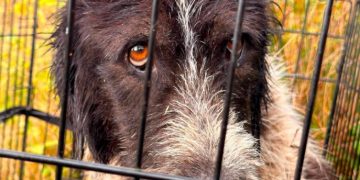 Câine salvat după două zile de căutări. Adăpostul face apel la sprijinul comunității
