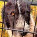 Câine salvat după două zile de căutări. Adăpostul face apel la sprijinul comunității