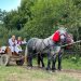 Soții Nemeș, succes spectaculos pentru folclorul maramureșean: „Ia-mă-n șauă, murgule…” a trecut de 3,5 milioane de vizualizări