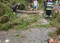 Vântul puternic creează probleme în Maramureș: copaci doborâți și risc după căderea unei crengi peste o conductă de gaz