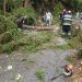 Vântul puternic creează probleme în Maramureș: copaci doborâți și risc după căderea unei crengi peste o conductă de gaz