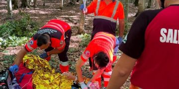 Bărbat surprins de prăbușirea unui copac, în Săpânța – A fost transportat de urgență la spital cu elicopterul