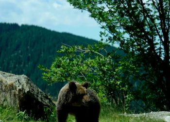 Decizia României privind urșii stârnește ecouri în presa internațională