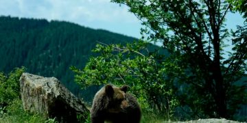 Decizia României privind urșii stârnește ecouri în presa internațională