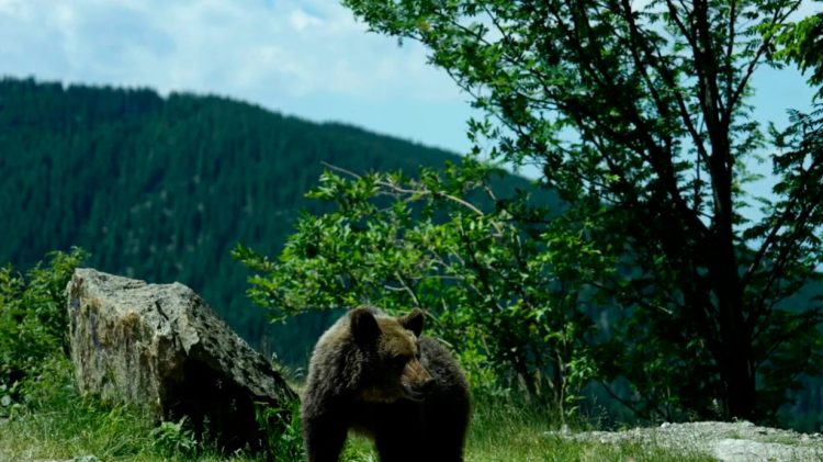 Decizia României privind urșii stârnește ecouri în presa internațională
