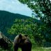 Decizia României privind urșii stârnește ecouri în presa internațională