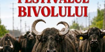 Festivalul Bivolului a adunat astăzi Maramureșul la Suciu de Sus! Tradiții, produse locale și „Cântecul Bivolului”