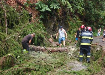 Copac prăbușit pe strada Valea Neagră – Pompierii intervin pentru degajarea carosabilului (foto)