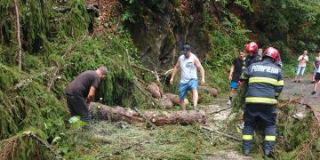 Copac prăbușit pe strada Valea Neagră – Pompierii intervin pentru degajarea carosabilului (foto)