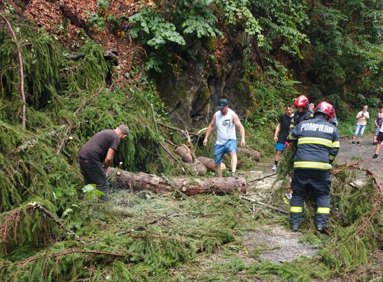 Copac prăbușit pe strada Valea Neagră – Pompierii intervin pentru degajarea carosabilului (foto)