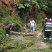 Copac prăbușit pe strada Valea Neagră – Pompierii intervin pentru degajarea carosabilului (foto)