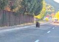 Baia Mare, orașul în care ursul a devenit prezență cotidiană. Autoritățile se plimbă cu bicicleta…
