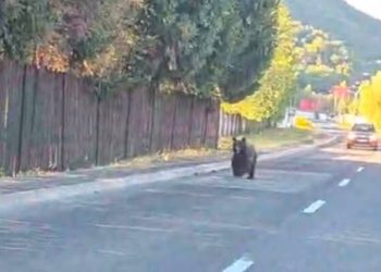 Baia Mare, orașul în care ursul a devenit prezență cotidiană. Autoritățile se plimbă cu bicicleta…