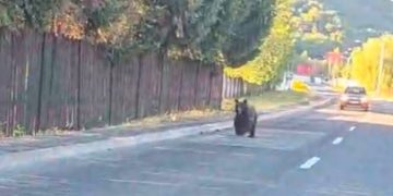 Baia Mare, orașul în care ursul a devenit prezență cotidiană. Autoritățile se plimbă cu bicicleta…