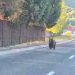 Baia Mare, orașul în care ursul a devenit prezență cotidiană. Autoritățile se plimbă cu bicicleta…