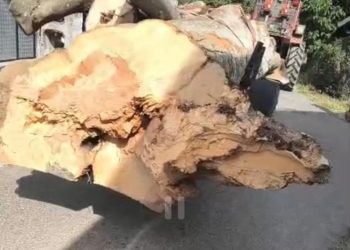 5,6 metri cubi de lemn fără acte, depistați de polițiști la Berbești