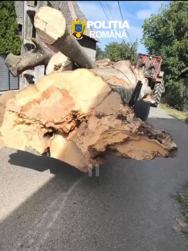5,6 metri cubi de lemn fără acte, depistați de polițiști la Berbești
