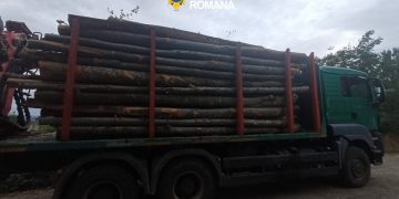 Bărbat de 33 de ani din Petrova, cercetat după ce ar fi transportat 17,10 mc de lemn fără acte