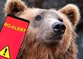 O nouă alertă în Maramureș după apariția unui urs în Săcel. Populația a fost avertizată prin RO-Alert