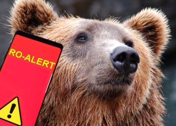 O nouă alertă în Maramureș după apariția unui urs în Săcel. Populația a fost avertizată prin RO-Alert
