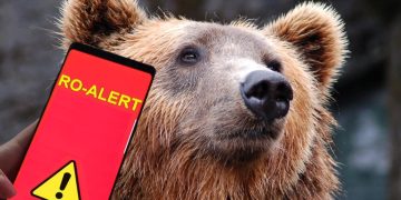 O nouă alertă în Maramureș după apariția unui urs în Săcel. Populația a fost avertizată prin RO-Alert