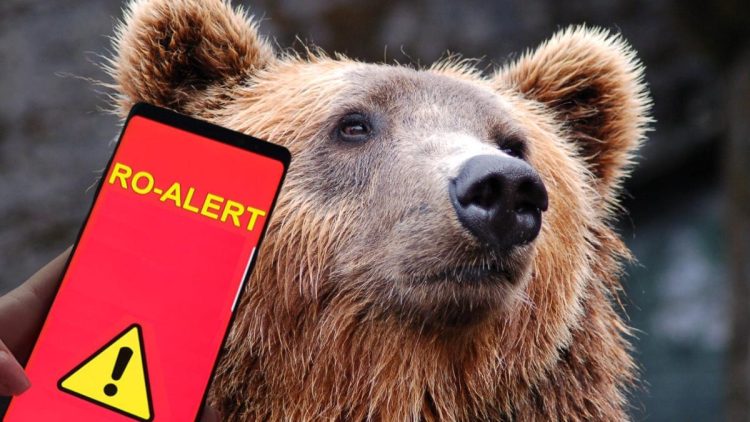 O nouă alertă în Maramureș după apariția unui urs în Săcel. Populația a fost avertizată prin RO-Alert