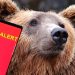 O nouă alertă în Maramureș după apariția unui urs în Săcel. Populația a fost avertizată prin RO-Alert