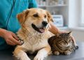 Campanie de sterilizare a câinilor și pisicilor la Recea, sâmbătă, 29 august