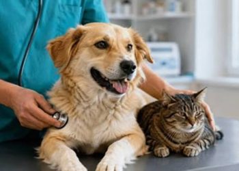 Campanie de sterilizare a câinilor și pisicilor la Recea, sâmbătă, 29 august