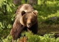 Urs semnalat la Firiza, în zona Cantonului Silvic. A fost emis mesaj RO-ALERT