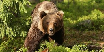 Urs semnalat la Firiza, în zona Cantonului Silvic. A fost emis mesaj RO-ALERT