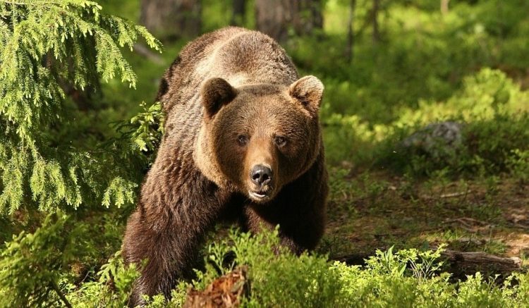 Urs semnalat la Firiza, în zona Cantonului Silvic. A fost emis mesaj RO-ALERT